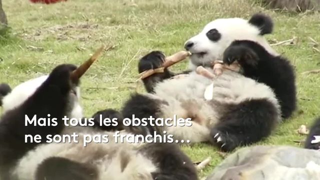 pourquoi les pandas peinent à