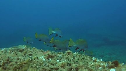 Méditerranée : la côte bleue préservée grâce à une zone protégée