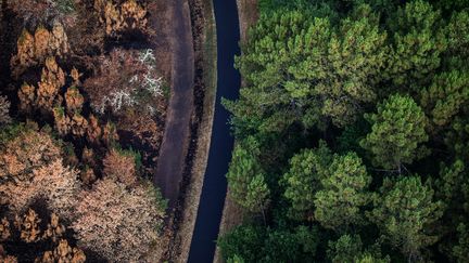 Des arbres brûlés après les feux de forêt survenus cet été 2022&nbsp; près de Landiras en Gironde,&nbsp;le 29 juillet 2022. (THIBAUD MORITZ / AFP)