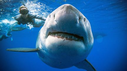 La plongeuse Ocean Ramsey nage aux côtés d'un immense requin blanc en janvier 2019, au large d'Hawaï. (@OCEANRAMSEY / ONEOCEANDIVING.COM / AFP)