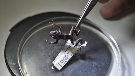 Une grenouille "Pristimantis mutabilis", observ&eacute;e &agrave; l'universit&eacute; technologique indo-am&eacute;ricaine d'Equateur, &agrave; Quito, le 31 mars 2015.&nbsp; (RODRIGO BUENDIA / AFP)