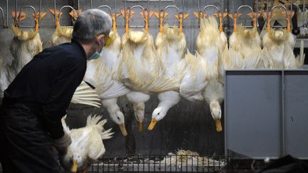 Un &eacute;leveur trie les canards sur un march&eacute; &agrave; Taipei (Taiwan), le 25 avril 2013. (SAM YEH / AFP)