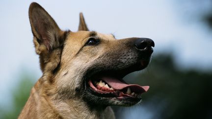 Les chiens à la plage : la galère des propriétaires