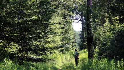  (La forêt de la Hardt en d'Alsace © MaxPPP)