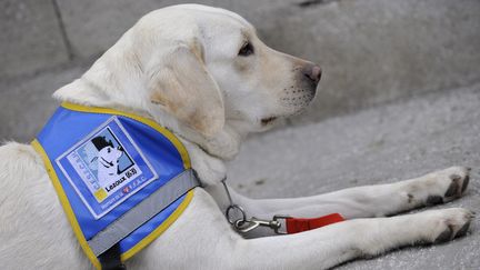 Un chien pour personne aveugle, le 12 novembre 2010, à Lezoux (Puy-de-Dôme). (THIERRY ZOCCOLAN / AFP)