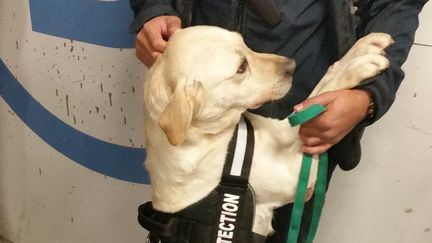 Helly, un labrador spécialisé dans la détection d'explosifs, patrouille dans les transports en commun parisiens depuis le 1er décembre 2016. (RADIO FRANCE / RAPHAËL EBENSTEIN)