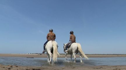 Camargue : les écogardes veillent sur la nature à cheval