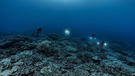 Un récif de coraux géants en forme de rose, à une profondeur de plus de 30 mètres au large de Tahiti, en Polynésie française, le 12 décembre 2021. (ALEXIS ROSENFELD / AFP)