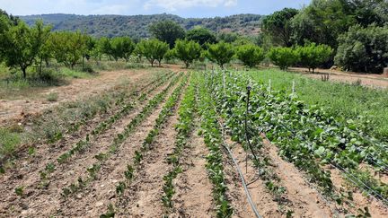 In Vinça (Pyrénées-Orientales), plants not watered (left) and plants which received water (right).  (SUZANNE SHOJAEI / RADIO FRANCE)