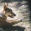 Un loup photographié dans un parc animalier à Saint-Martin-Vésubie (Alpes-Maritimes). (FREDERIC DIDES / AFP)