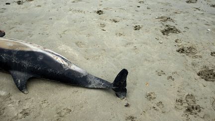 Un dauphin échoué sur une plage bretonne, à Penmarc'h (Finistère), le 28 juillet 2020. (LYDIA FARES / HANS LUCAS / AFP)