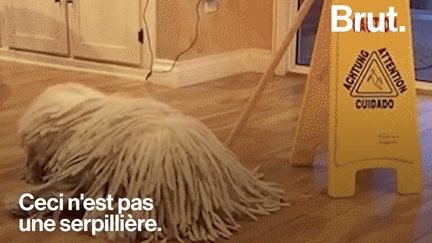 VIDEO. Le puli, un des chiens les plus poilus au monde  (BRUT)