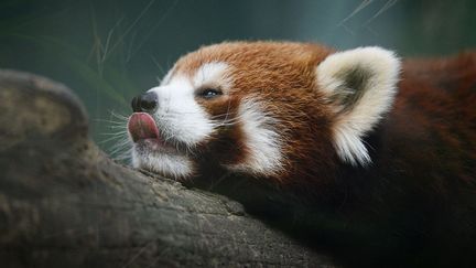 Un panda roux au zoo de P&eacute;kin (Chine), le 24 juin 2013. (MARK RALSTON / AFP)