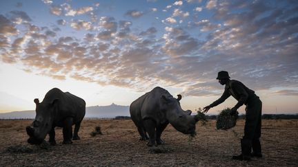 &nbsp; (Une rhinocéros blanc du nord et son congénère du sud dans la réserve kényane d'OI Pejeta, à 290km au nord de Nairobi © Maxppp)