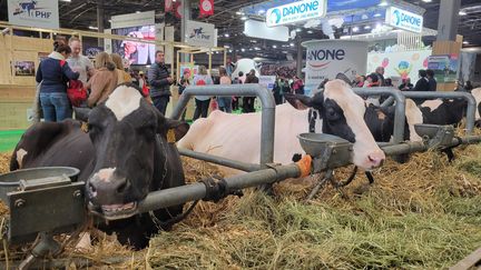 Des vaches près d'un stand d'un industriel du lait français, au Salon de l'agriculture à Paris, le 28 février 2024. (LUC CHAGNON/FRANCEINFO)