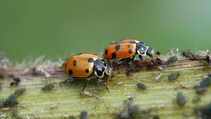 Des coccinelles s'attaquent à des pucerons (illustration). (CHRISTIAN WATIER / MAXPPP)