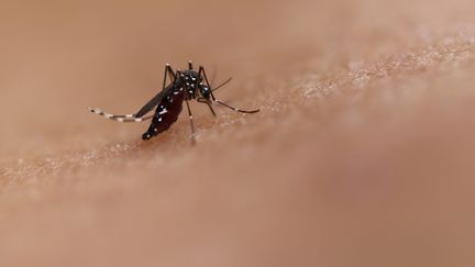 Piqûre d'un moustique Aedes. Cette espèce peut transmettre des maladies telles que le chikungunya, la dengue et le Zika. (BSIP / UNIVERSAL IMAGES GROUP EDITORIAL / GETTY IMAGES)