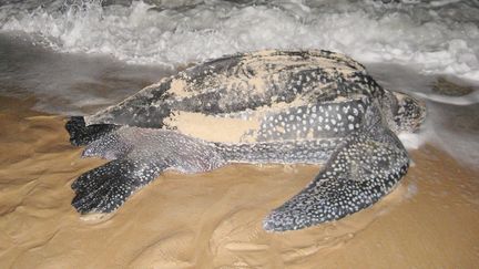 Une tortue luth retourne &agrave; l'eau apr&egrave;s avoir pondu sur une plage du parc national de Pongara, au&nbsp;Gabon, le 18 novembre 2009. (PATRICK FORT / AFP)