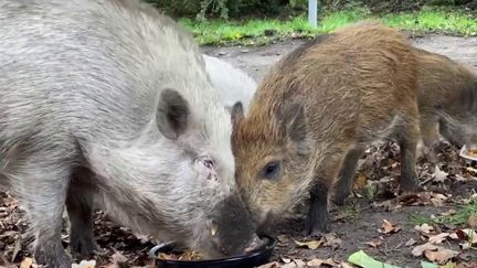 Nord : "Tipote", une truie vietnamienne, devient la mascotte d'Escautpon (FRANCE 3)