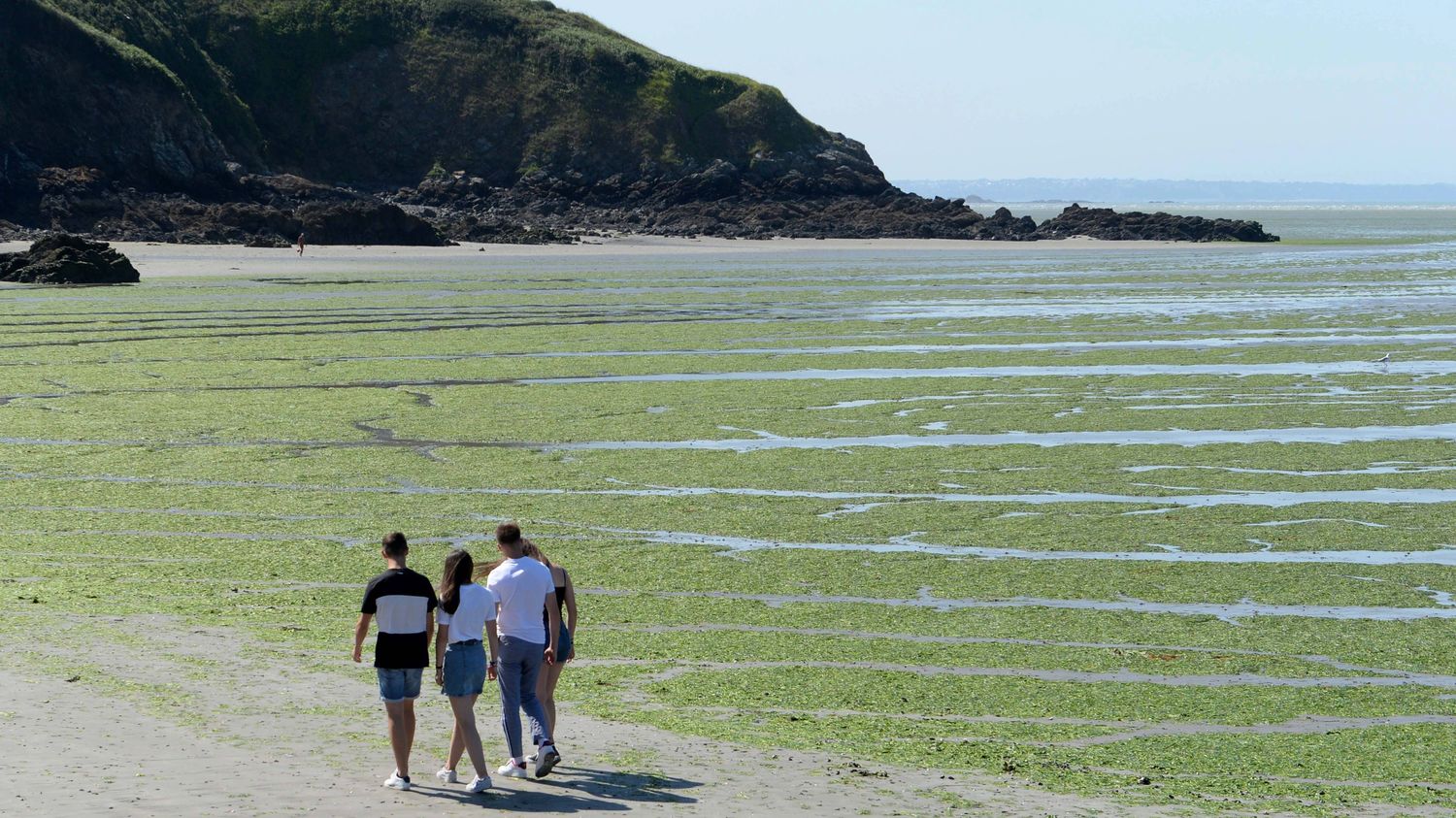 Bretagne : Les échouages d'algues vertes ont été moins importants l'an  dernier