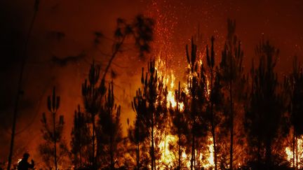 Un feu de fôret en Gironde en juillet dernier. (OLIVIER CORSAN / MAXPPP)