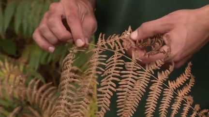 Sécheresse : le manque d’eau prolongé met la forêt en danger