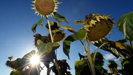 Canicule (illustration). (JEAN-FRANCOIS MONIER / AFP)