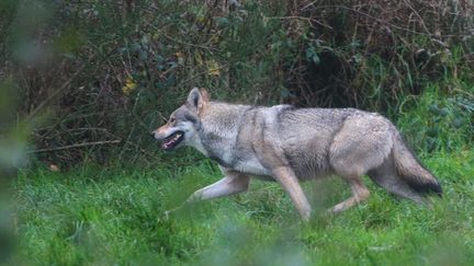 Une louve grise en captivité dans un enclos du domaine de Menez Meur, le 22 novembre 2022. (LIONEL LE SAUX / MAXPPP)