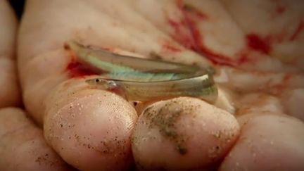 Candiru : le poisson qui rentre dans votre pénis (Cr&eacute;dit photo : capture d&#39;&eacute;cran YouTube - River Monsters&trade;)