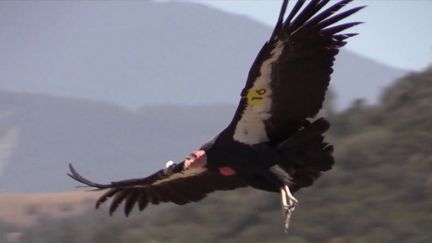 Colombie : la lutte pour sauver le Condor