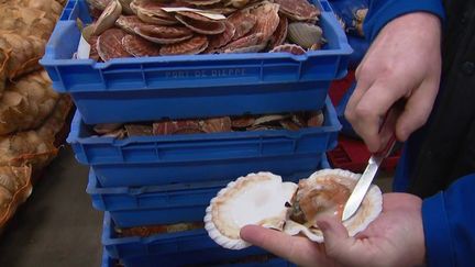 Normandie : la saison de la coquille Saint-Jacques est ouverte