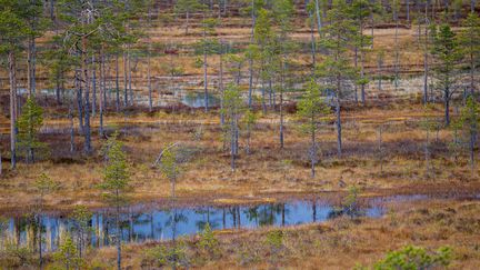 Un paysage de tourbière en Suède, le 14 mars 2023. (CHRISTIAN FOSSERAT / BIOSPHOTO / AFP)