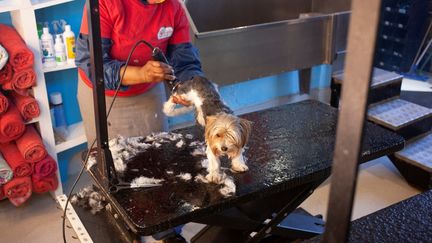 Car ici tout est fait pour que l’animal se sente en sécurité et profite au mieux de cet hébergement et des services dispensés par un personnel aux petits soins. (ALESSANDRO IOVINO / AFP)