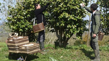 Ramassage&nbsp;de fleurs de camélias dans les plantations de&nbsp;Gaujacq dans les Landes, le 10 mars 2021 (GAIZKA IROZ / AFP)