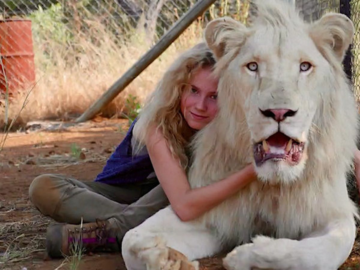 Mia Et Le Lion Blanc Une Amitie Hors Du Commun