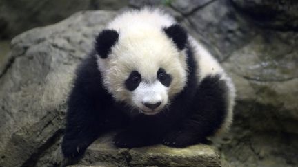 Le panda Bei Bei, samedi 16 janvier 2016 au zoo de Washington (Etats-Unis). (OLIVIER DOULIERY / AFP)