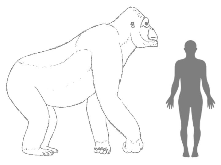 Un dessin de la taille présumée du gigantopithèque, comparée à celle d'un homme, publiée le 4 janvier 2016 par l'Institut Senckenberg. (H. BOCHERENS / SENCKENBERG RESEARCH INSTITUTE / AFP)