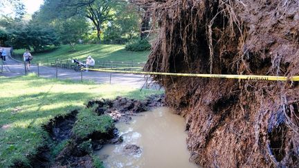 Un arbre est tombé à Central Park à New-York. La ville a été frappée dans la nuit du 1er au 2 septembre par des pluies torentielles et des inondations soudaines.&nbsp; (SPENCER PLATT / GETTY IMAGES NORTH AMERICA)