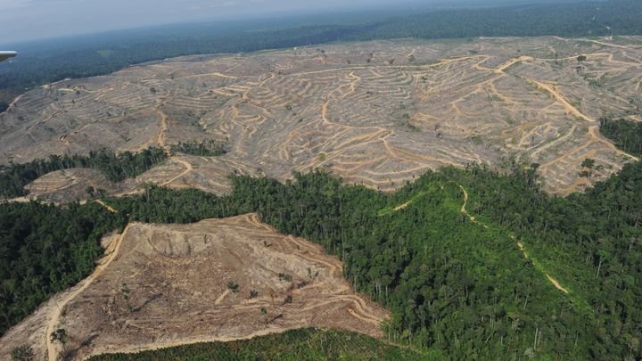 Photo prise lors d'un voyage organisé par Greenpeace montrant une concession exploitée affiliée à Asia Pulp and Paper (APP), Indonésie, aout 2010. (ROMEO GACAD / AFP)