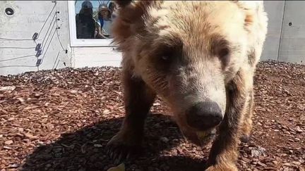 Le parc zoologique de la Tanière, un refuge pour les animaux maltraités (FRANCE 2)