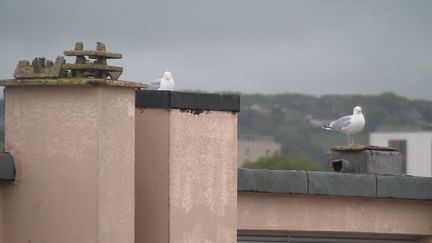 Cherbourg : la chasse aux œufs de goéland est lancée