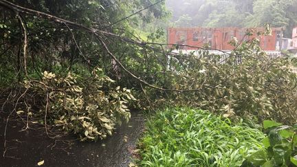 Une route bloquée par la chute d'un arbre à Fort-de-France en raison du passage de l'ouragan Maria au large de la Martinique, lundi 18 septembre 2017. (MARTINIQUE 1ERE)