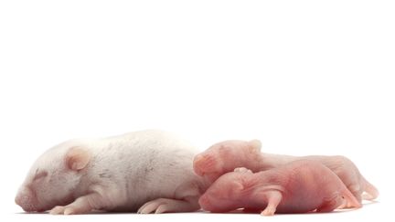 La revue Nature communication indique, mardi 16 mai 2017, qu'une&nbsp;souris dotée d'ovaires conçus avec une imprimante 3D a donné naissance à des souriceaux.&nbsp; (MICHEL GUNTHER / BIOSPHOTO / AFP)