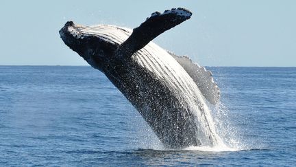 Baleine à bosse, megaptera novaeangliae, avec ses nageoires dotées de protubérances qui les rendent plus efficaces, plus performantes.&nbsp;sautant hors de l'eau, au large de Cabo San Lucas, Basse-Californie du Sud, Mexique. (TIM MELLING / MOMENT RF / GETTY IMAGES)