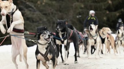 Montagne : une balade avec des chiens de traîneaux