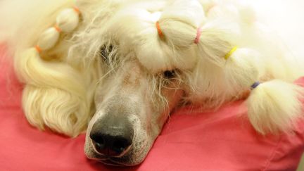 Mais le prix d'excellence, le &laquo;Best in show&raquo; est d&eacute;cern&eacute; au chien le plus parfait, toutes cat&eacute;gories confondues. (TIMOTHY A. CLARY / AFP)