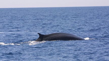 Un cétacé dans le sanctuaire marin Pelagos en mer Méditerranée, entre France, Italie et Sardaigne, le 17 juillet 2004. (MAXPPP)