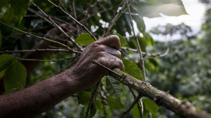 Un agriculteur&nbsp;dans une plantation de caféiers au Venezuela, 10 novembre 2017. (BLOOMBERG CREATIVE PHOTOS / BLOOMBERG CREATIVE PHOTOS)