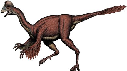 D'apr&egrave;s une pal&eacute;ontologue, ce nouveau dinosaure est&nbsp;"une sorte de raptor g&eacute;ant avec une t&ecirc;te de poulet probablement dot&eacute; de plumes". (BOB WALTERS / AP / SIPA)