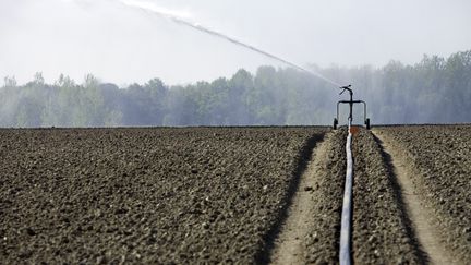 Irrigation dans un champ après le semis de coriandre. (CHRISTIAN WATIER / MAXPPP)